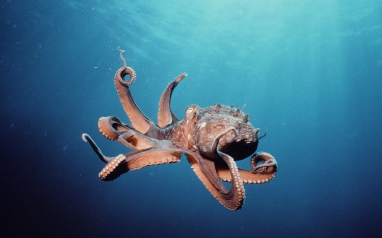 Octopus Theme screenshot #17