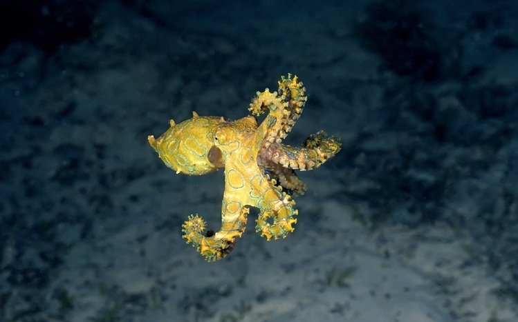 Octopus Theme screenshot #12