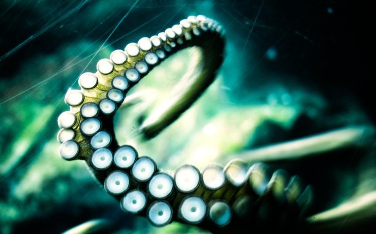 Octopus Theme screenshot #21