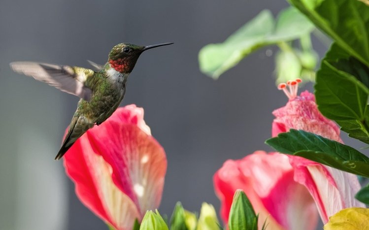 Hummingbird Theme screenshot #6