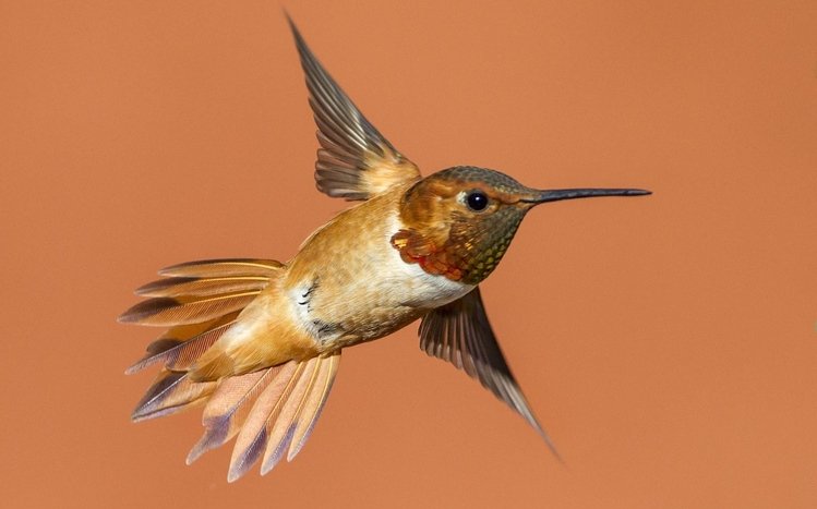 Hummingbird Theme screenshot #14