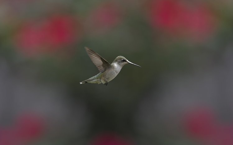 Hummingbird Theme screenshot #7