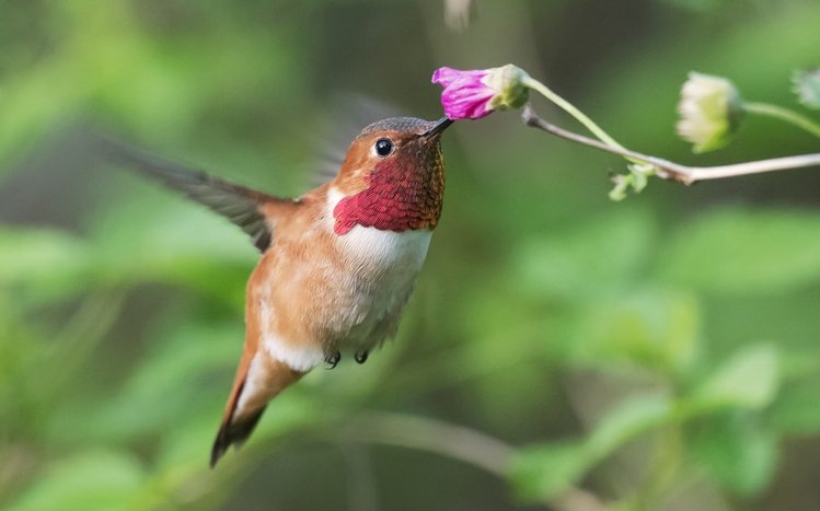 Hummingbird Theme screenshot #13