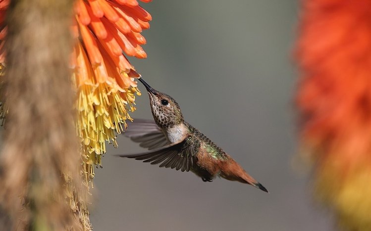 Hummingbird Theme screenshot #11