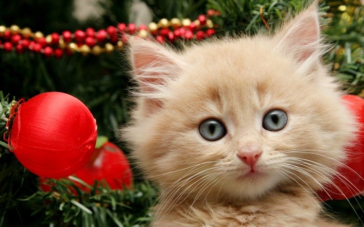 801 Christmas Cat Wallpaper Stock Photos  Free  RoyaltyFree Stock Photos  from Dreamstime