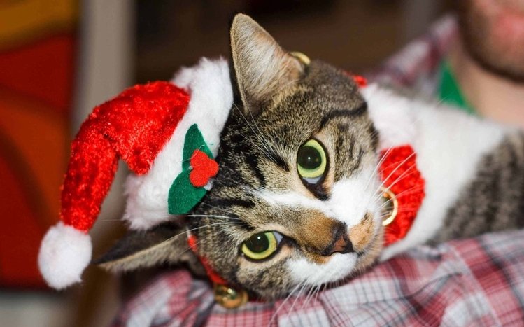 Christmas Cute Animals Theme screenshot #5