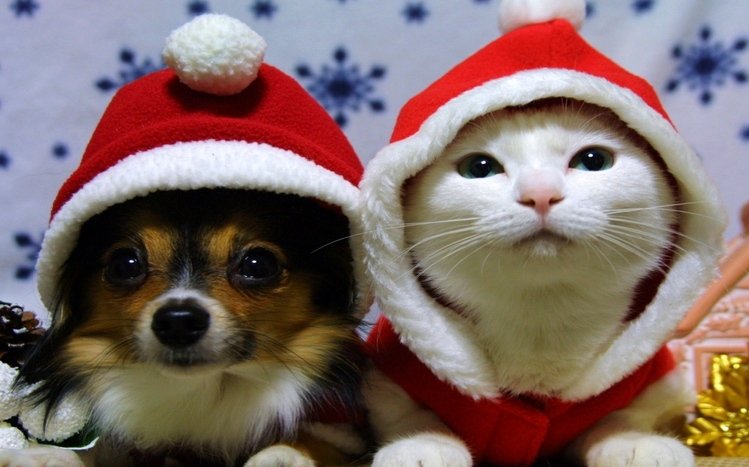 Christmas Cute Animals Windows 11/10 Theme 
