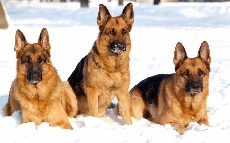 Snow and Animals Theme screenshot #14