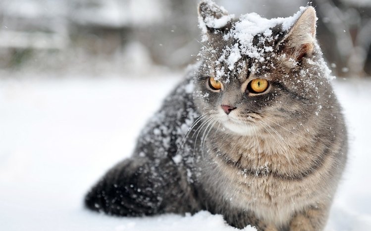 Snow and Animals Theme screenshot #1