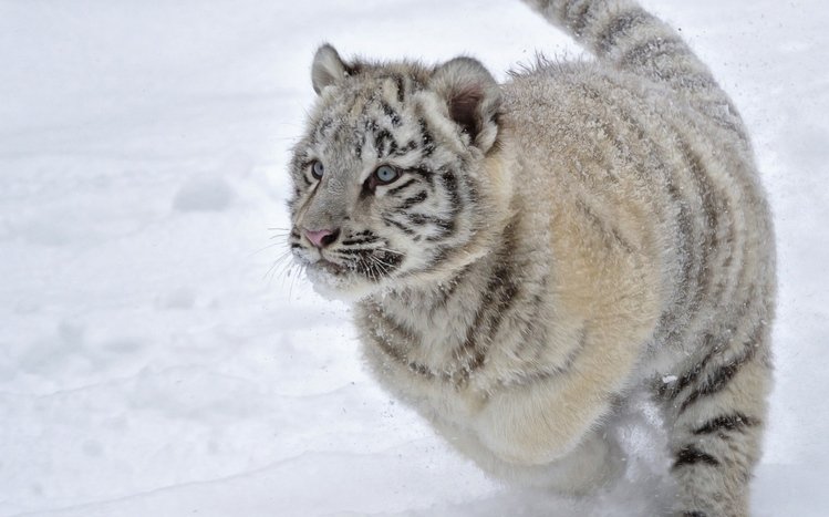 Snow and Animals Theme screenshot #17