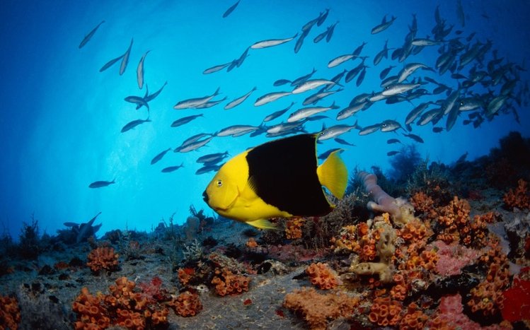 Ocean Life Theme screenshot #15