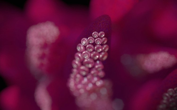 Tentacles Theme screenshot #7