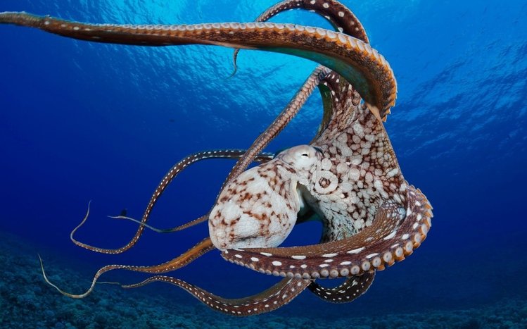 Tentacles Theme screenshot #8