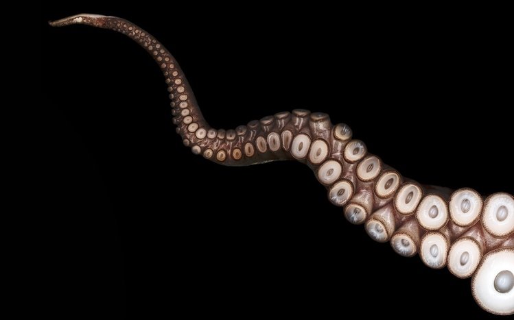 Tentacles Theme screenshot #1