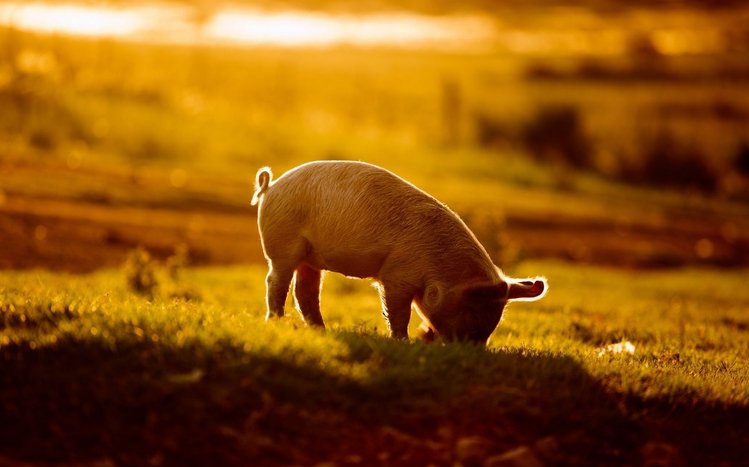 Baby animals Theme screenshot #16