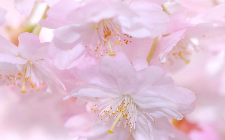 Flowers (Dual Monitor) Theme screenshot #7