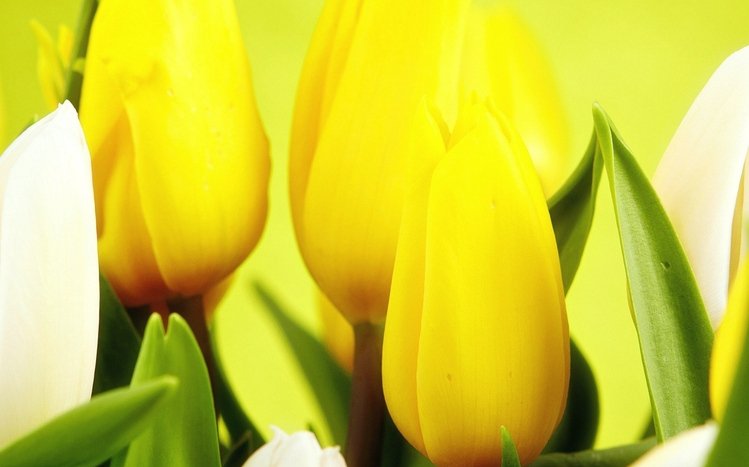 Flowers (Dual Monitor) Theme screenshot #18