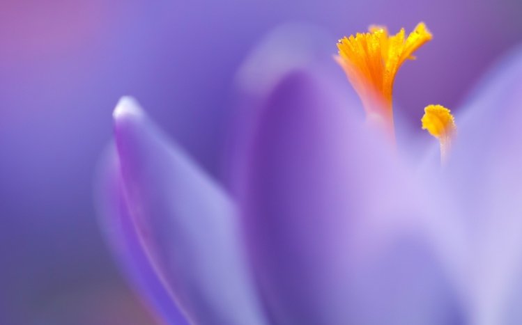 Flowers (Dual Monitor) Theme screenshot #16