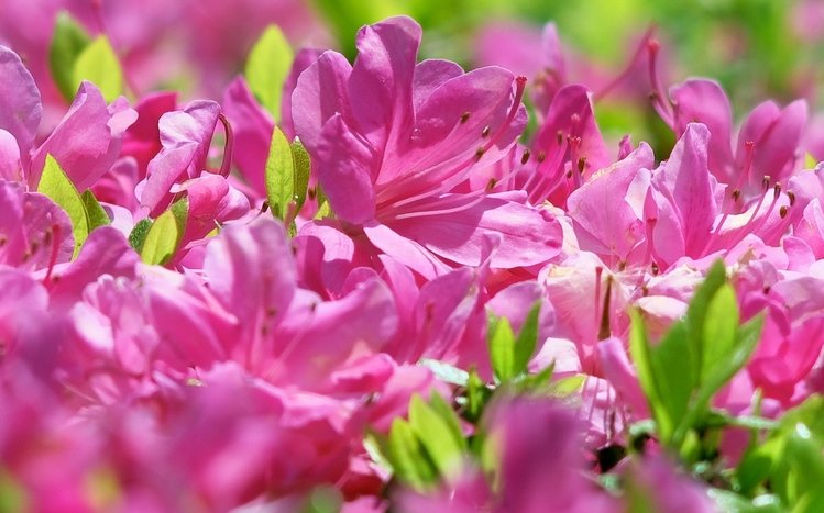 Flowers (Dual Monitor) Theme screenshot #15