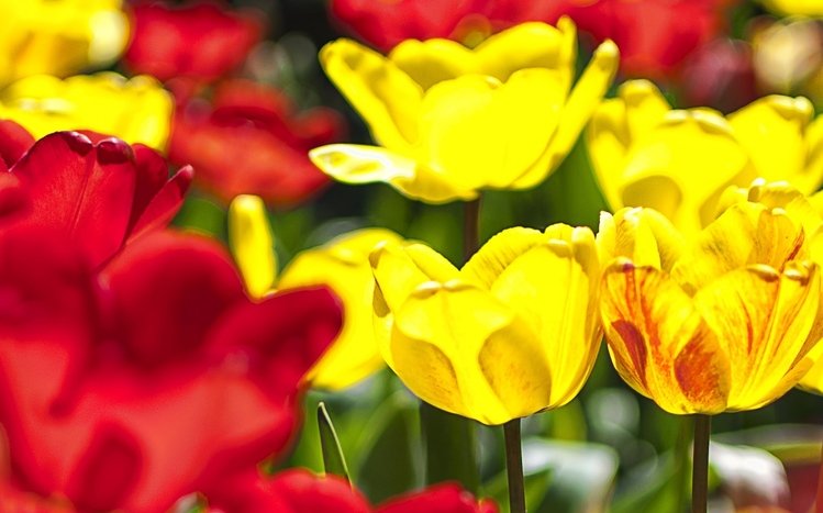 Flowers (Dual Monitor) Theme screenshot #2