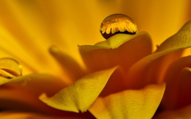 Flowers (Dual Monitor) Theme screenshot #9