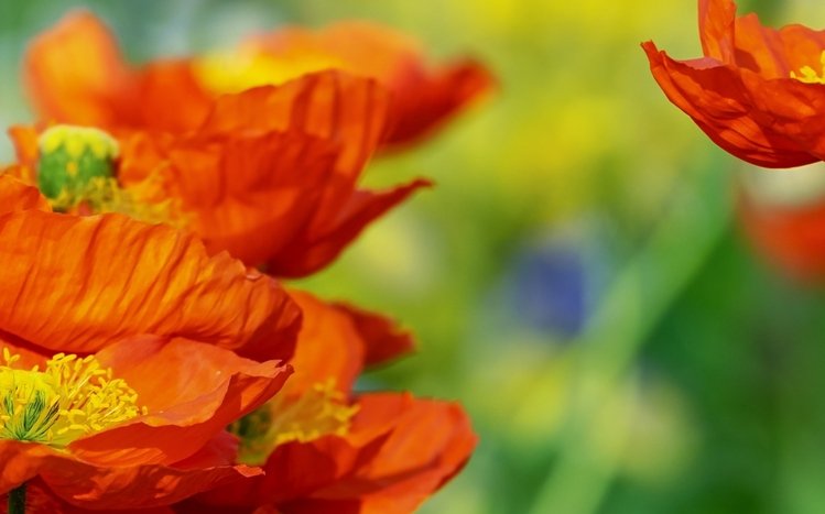 Flowers (Dual Monitor) Theme screenshot #10