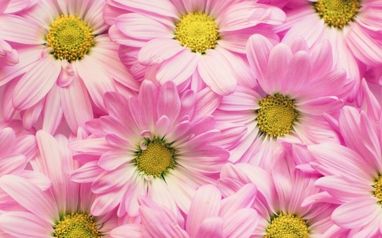 Flowers (Dual Monitor) Theme screenshot #6