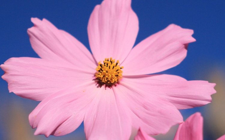 Flowers (Dual Monitor) Theme screenshot #12