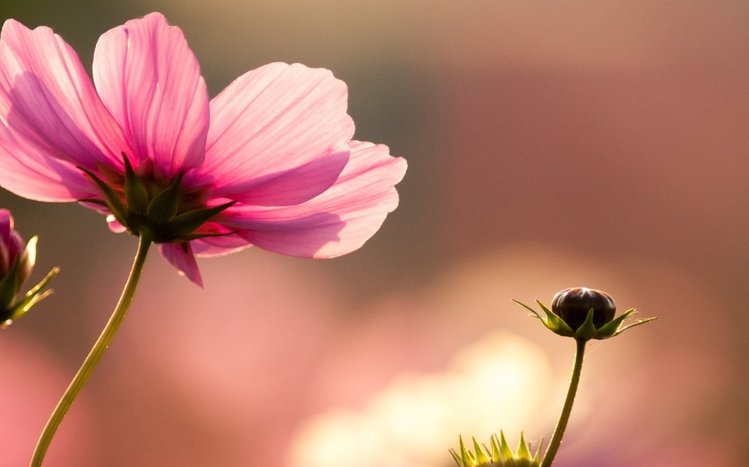 Flowers (Dual Monitor) Theme screenshot #13