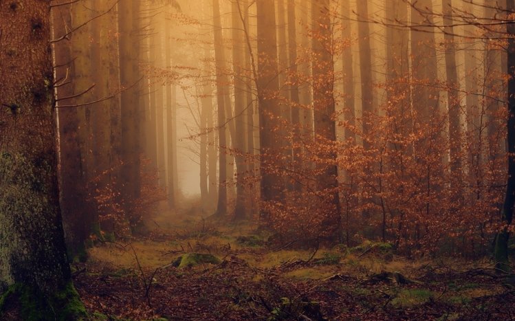 Forests (Dual Monitor) Theme screenshot #4