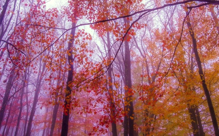 Forests (Dual Monitor) Theme screenshot #6