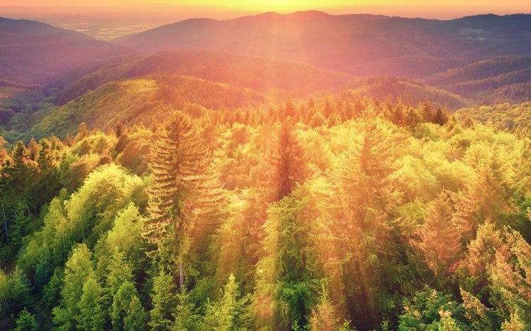 Forests (Dual Monitor) Theme screenshot #16