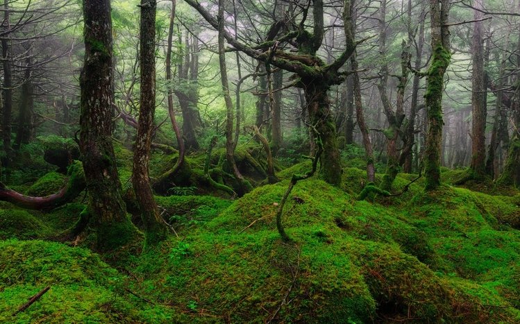 Forests (Dual Monitor) Theme screenshot #13