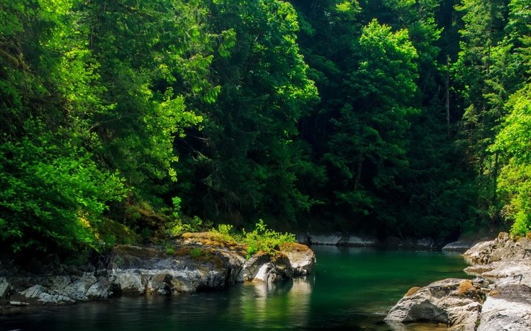 Forests (Dual Monitor) Theme screenshot #14