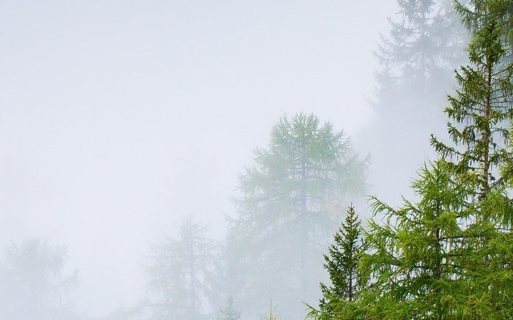 Forests (Dual Monitor) Theme screenshot #3