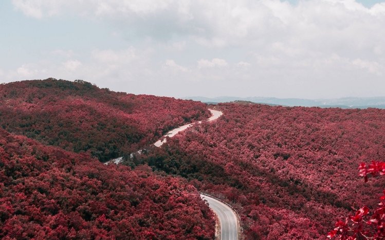 Forests (Dual Monitor) Theme screenshot #9