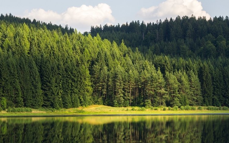 Forests (Dual Monitor) Theme screenshot #8