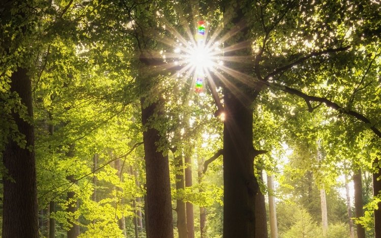 Forests (Dual Monitor) Theme screenshot #19