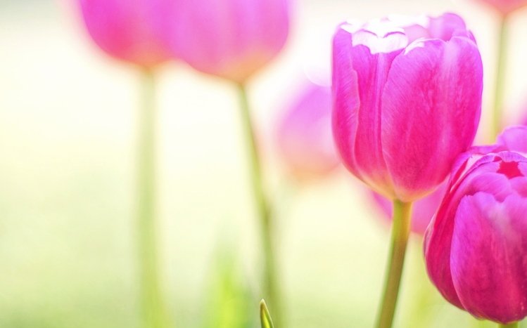 Nature (Dual Monitor) Theme screenshot #18