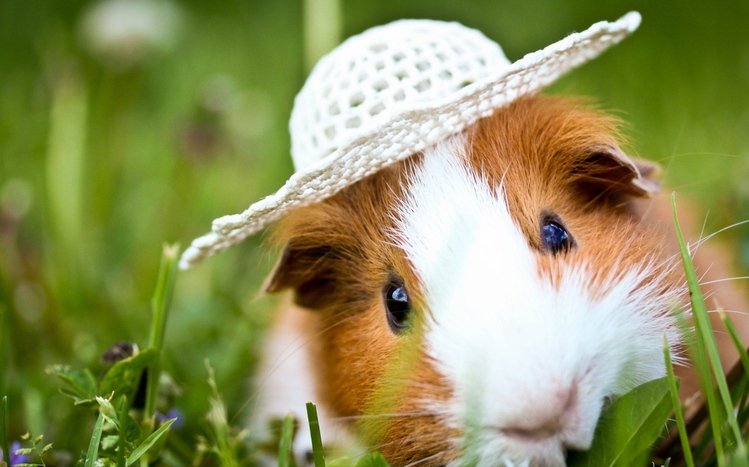 Pet Guinea Pigs Theme screenshot #10
