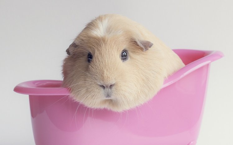 Pet Guinea Pigs Theme screenshot #7