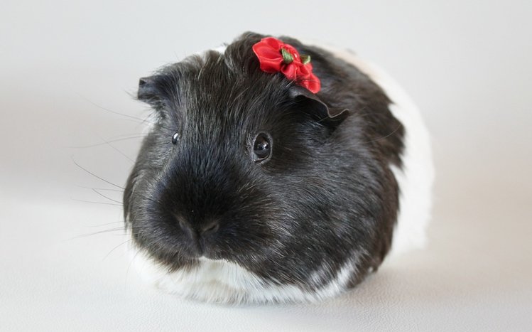 Pet Guinea Pigs Theme screenshot #4