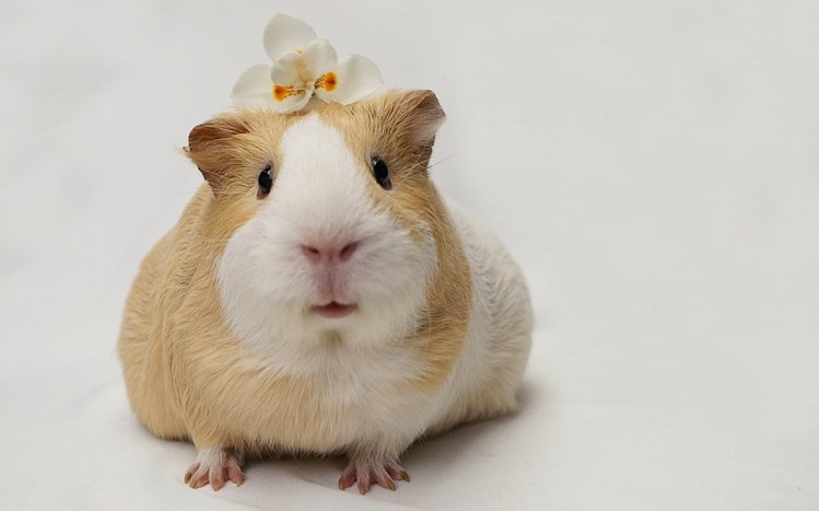 Pet Guinea Pigs Theme screenshot #14