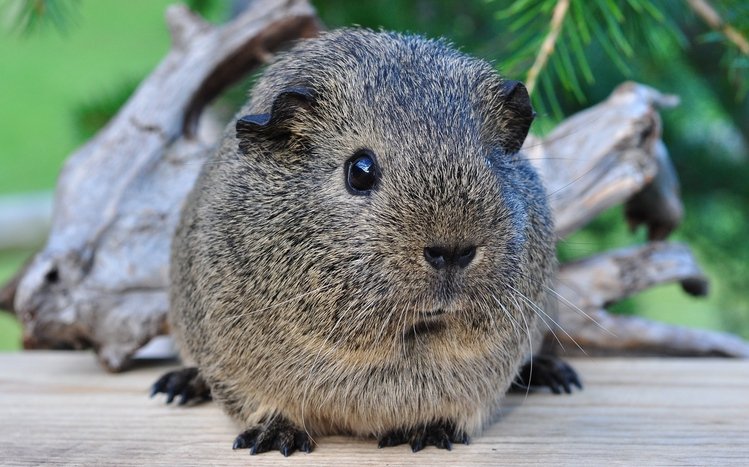 Pet Guinea Pigs Theme screenshot #11