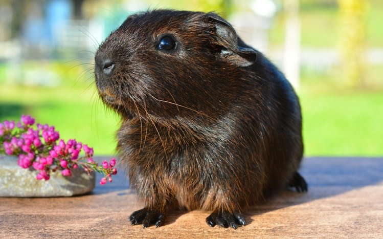 Pet Guinea Pigs Theme screenshot #13