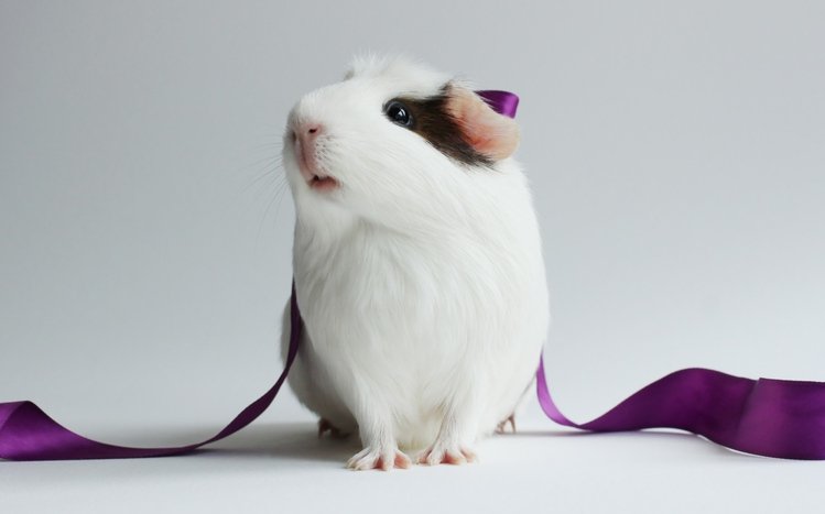 Pet Guinea Pigs Theme screenshot #6
