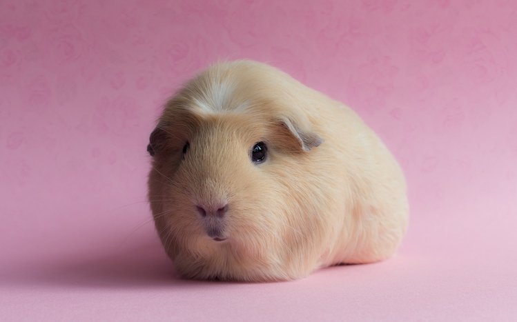 Pet Guinea Pigs Theme screenshot #9