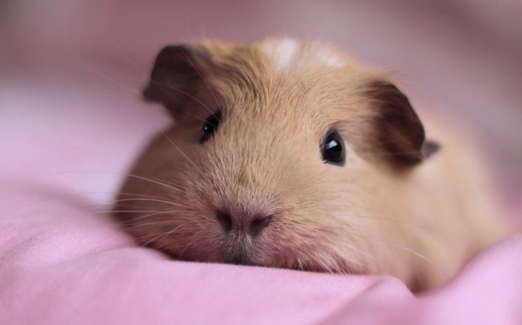 Pet Guinea Pigs Theme screenshot #8