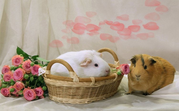 Pet Guinea Pigs Theme screenshot #2