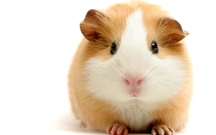Pet Guinea Pigs Theme screenshot #3
